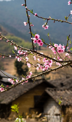 Peach Blossom